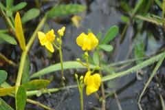 Utricularia stellaris
